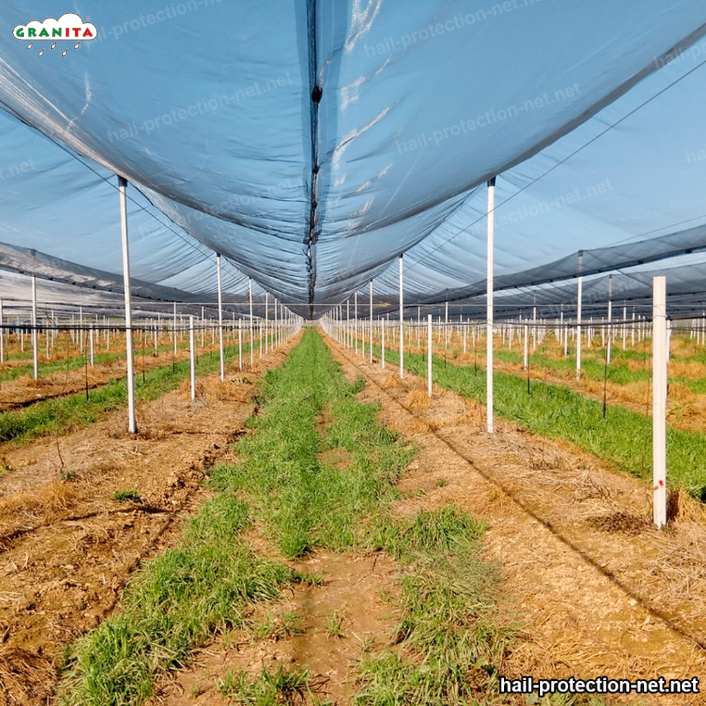 crop field with the hail barrier mesh