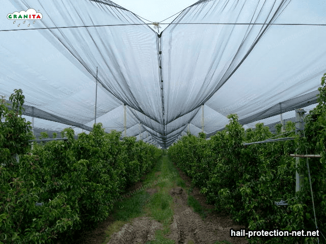 Protect your trees with the hail protection net