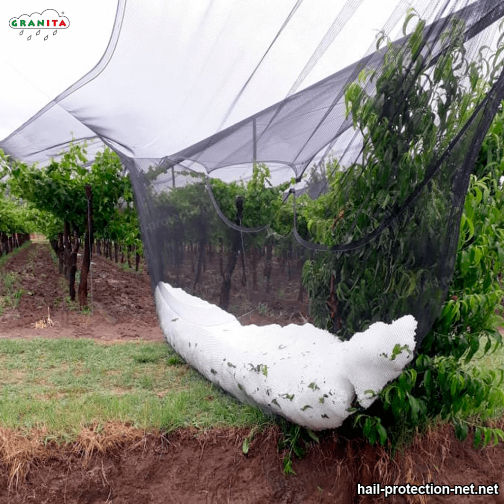 hail in horticultural crops 