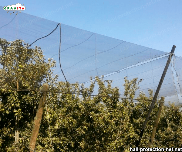 hail netting installed in a field